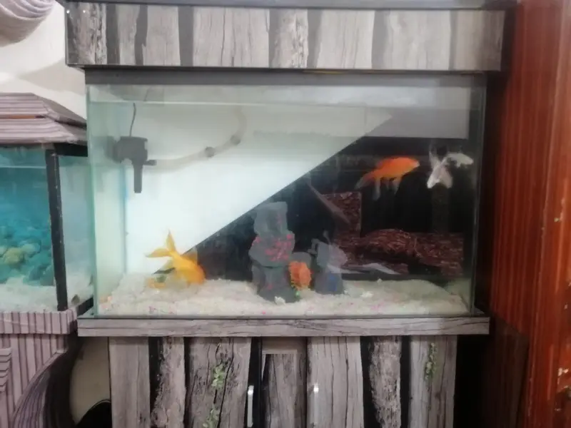 Fish Aquarium For sale With fishes and all accessories