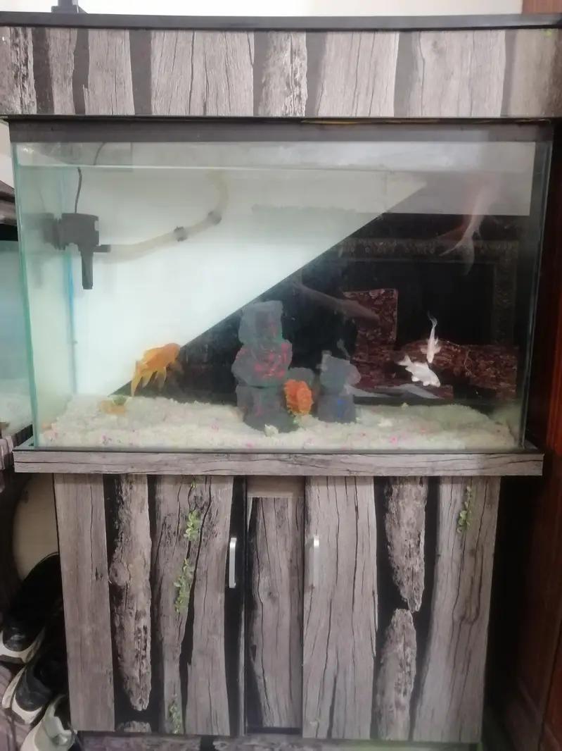 Fish Aquarium For sale With fishes and all accessories — photo 2