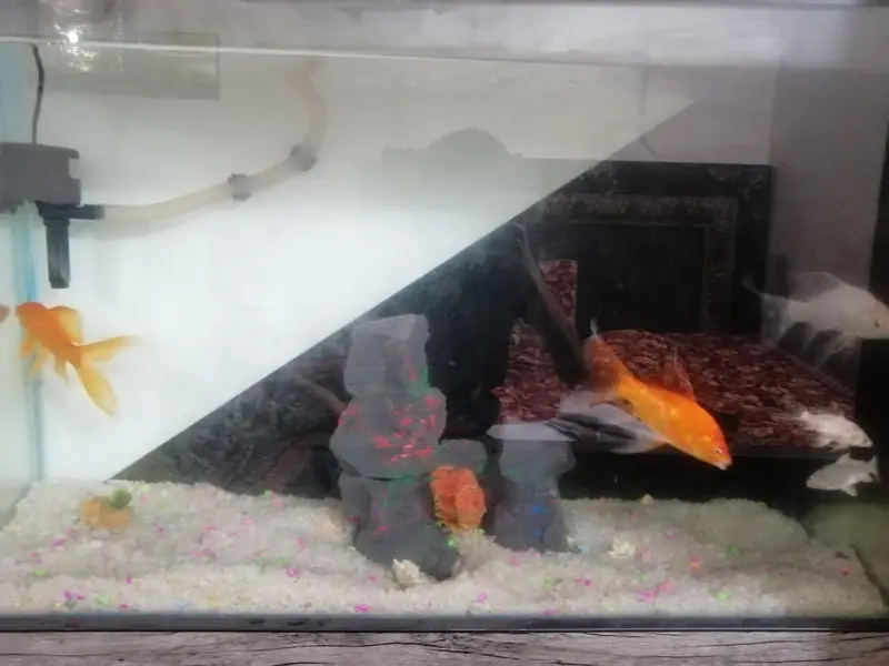 Fish Aquarium For sale With fishes and all accessories — photo 3