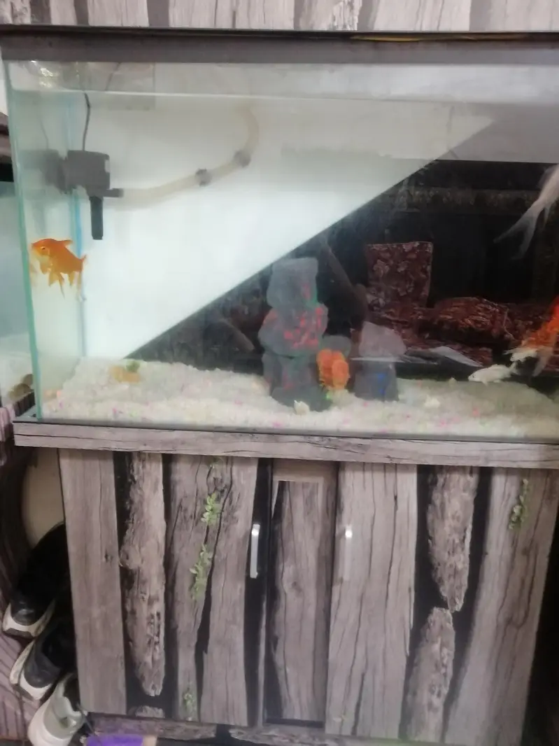 Fish Aquarium For sale With fishes and all accessories — photo 4