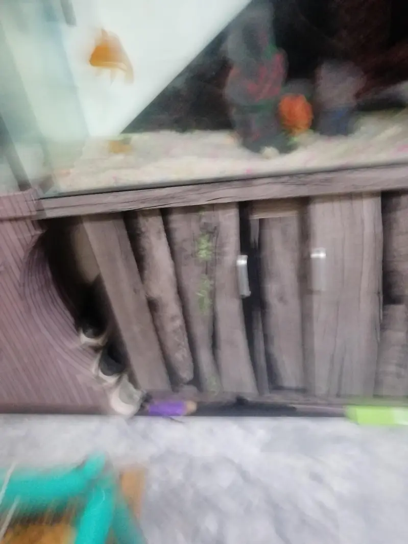 Fish Aquarium For sale With fishes and all accessories — photo 5