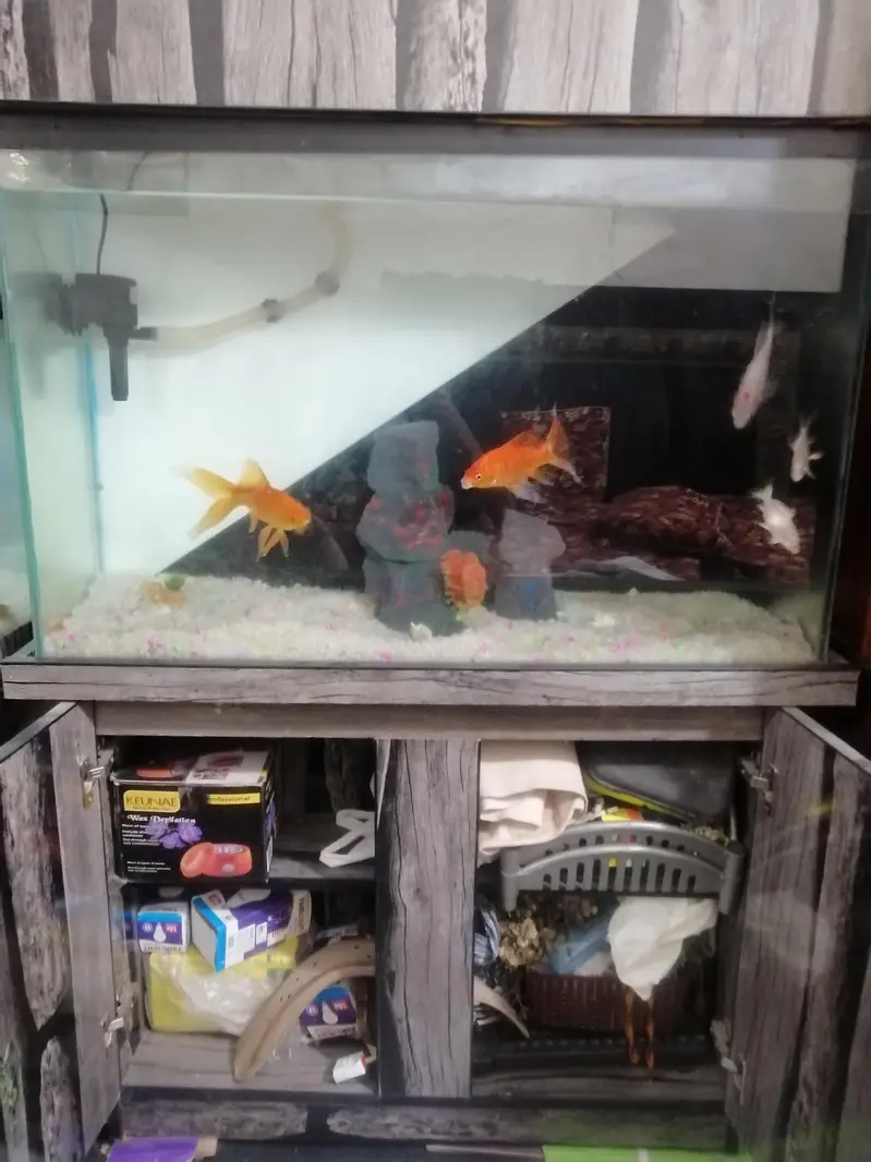 Fish Aquarium For sale With fishes and all accessories — photo 6