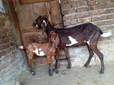 Goat with one female kid