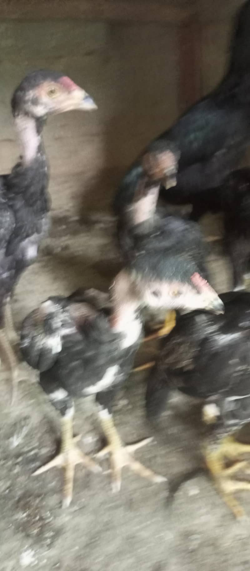 aseel chicks 0