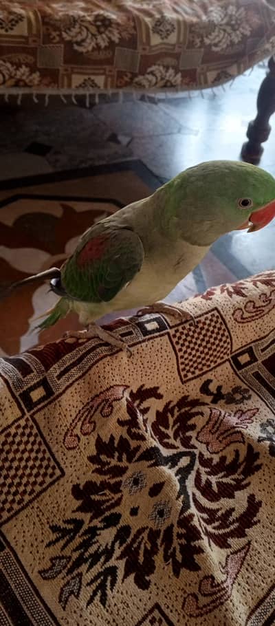 Raw parrot for sale
