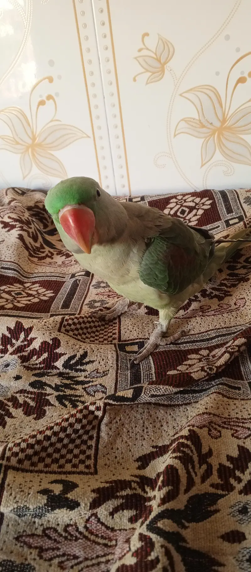 Raw parrot for sale — photo 2