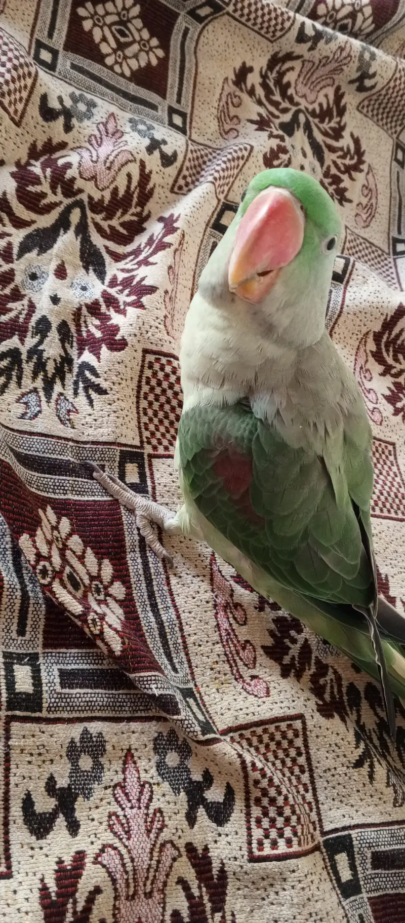 Raw parrot for sale — photo 3
