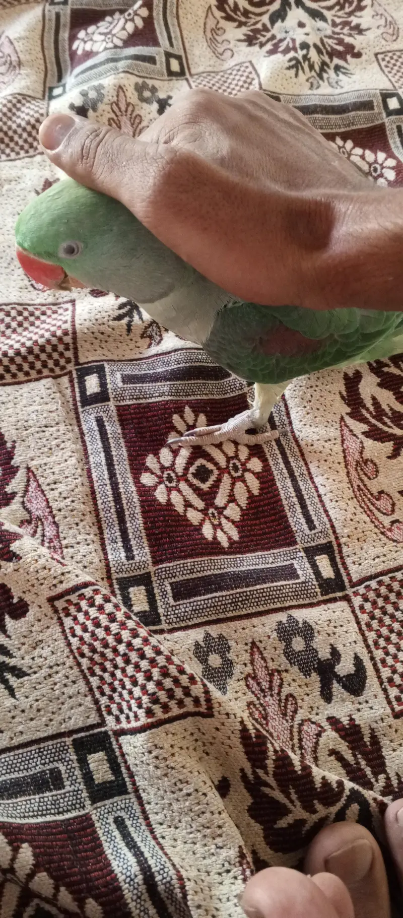 Raw parrot for sale — photo 4