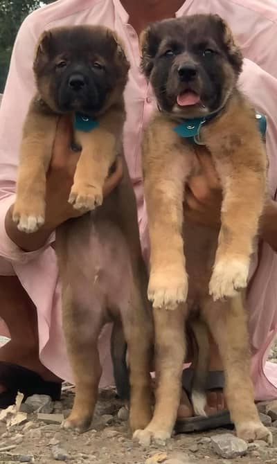 kurdish kangal | kurdish puppy | kurdish kangal security dog for sale