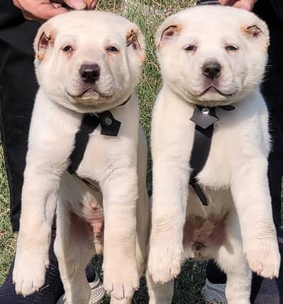 Afghan Kuchi puppies | security dog | king Alabai pair for sale