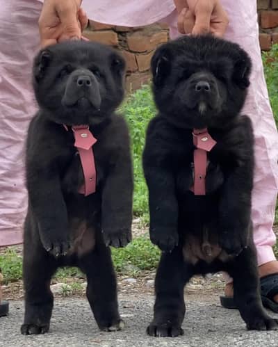 bakharwal dog | bakharwal security dog | Alabai puppy | kurdish kangal