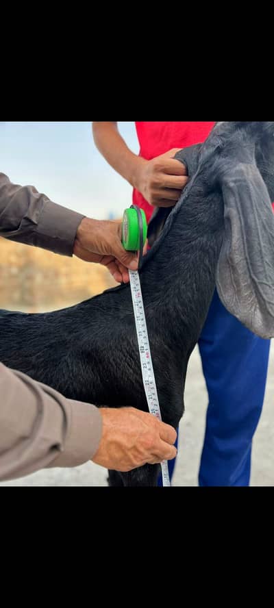 amratsari NAGRA BAKRI