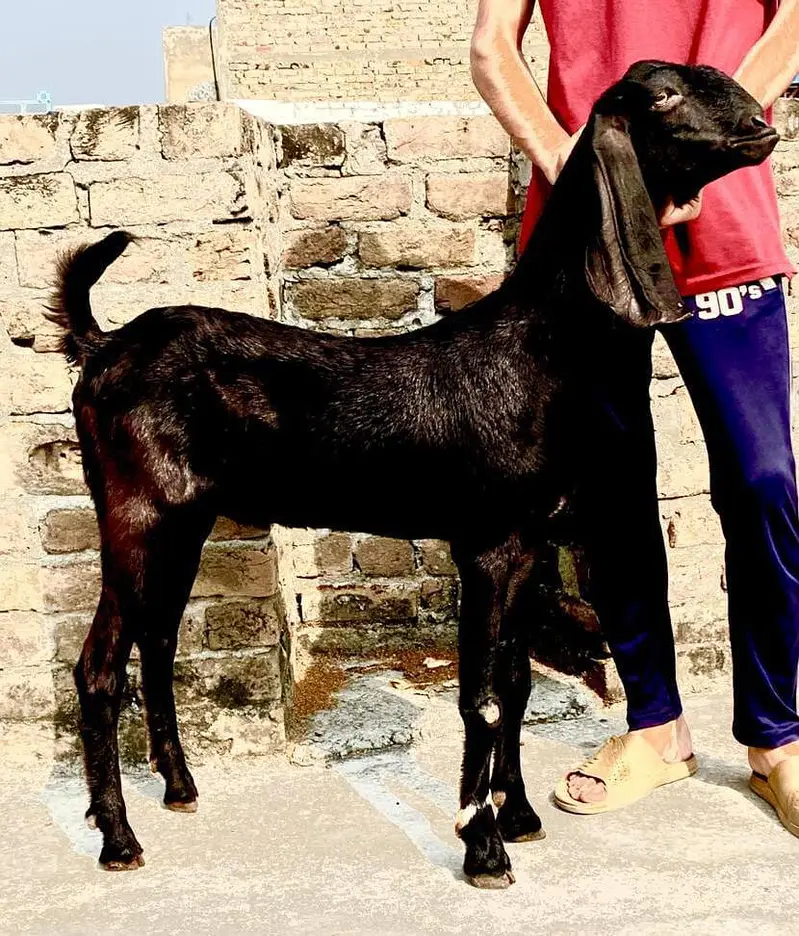 amratsari NAGRA BAKRI — photo 2