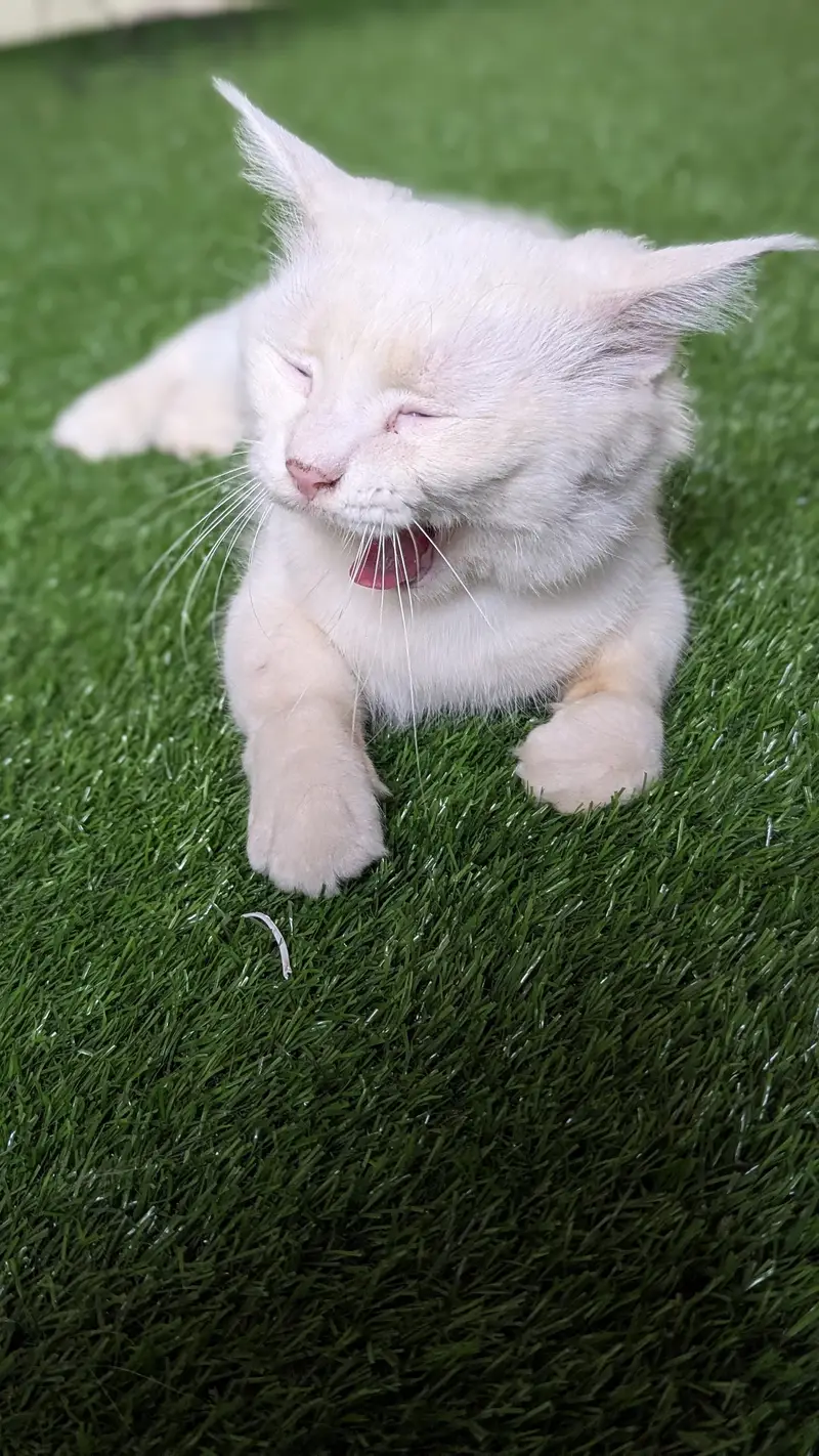 Cat pair for sell — photo 2