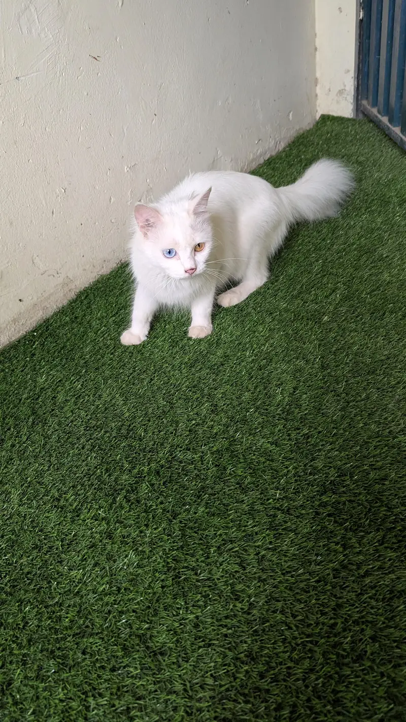 Cat pair for sell — photo 3