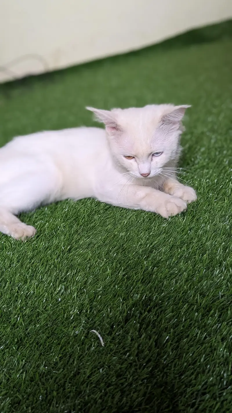 Cat pair for sell — photo 4