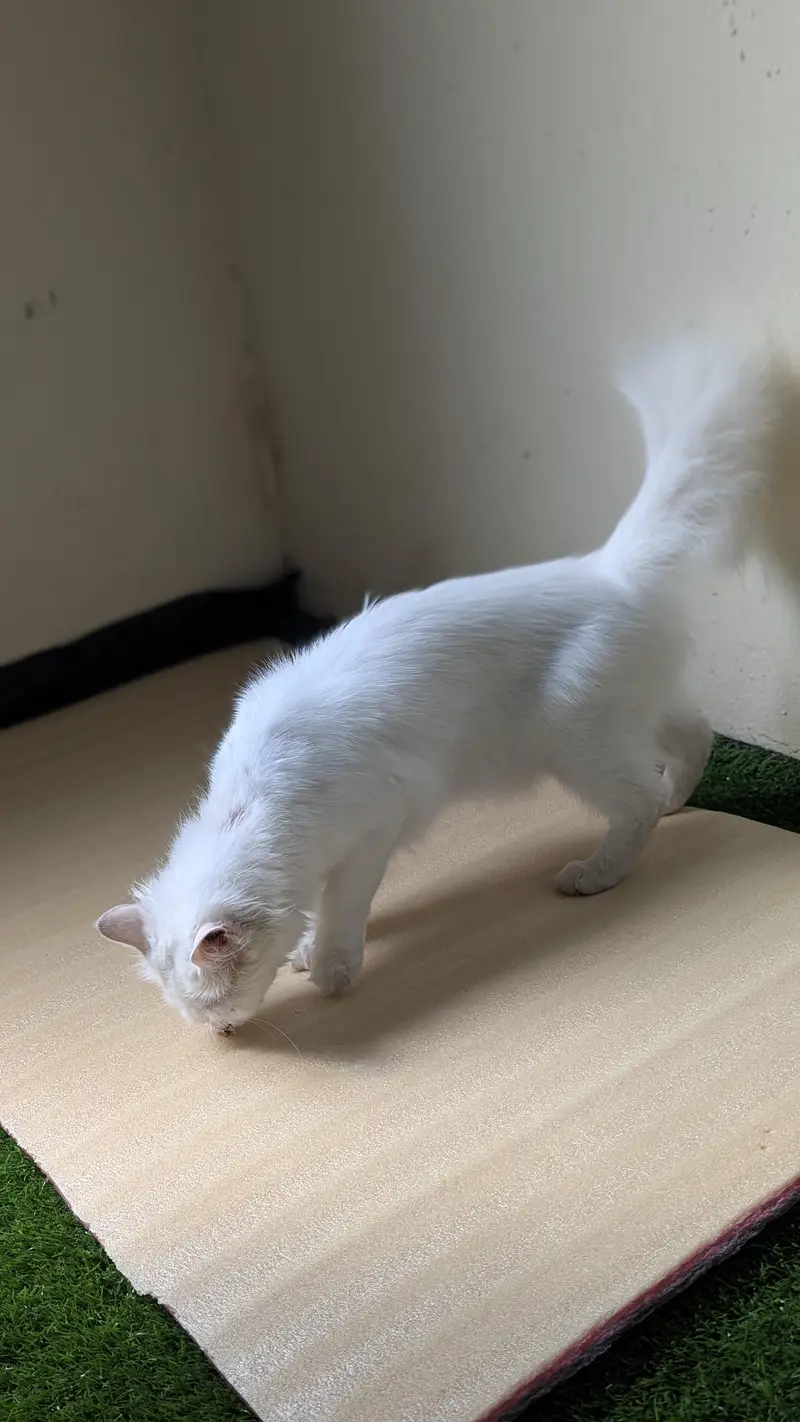 Cat pair for sell — photo 5