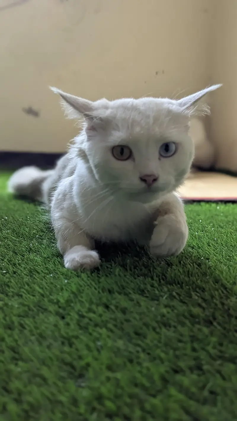 Cat pair for sell — photo 7