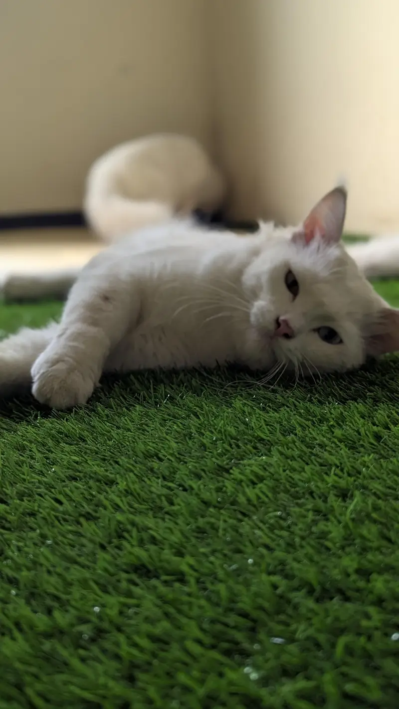 Cat pair for sell — photo 9
