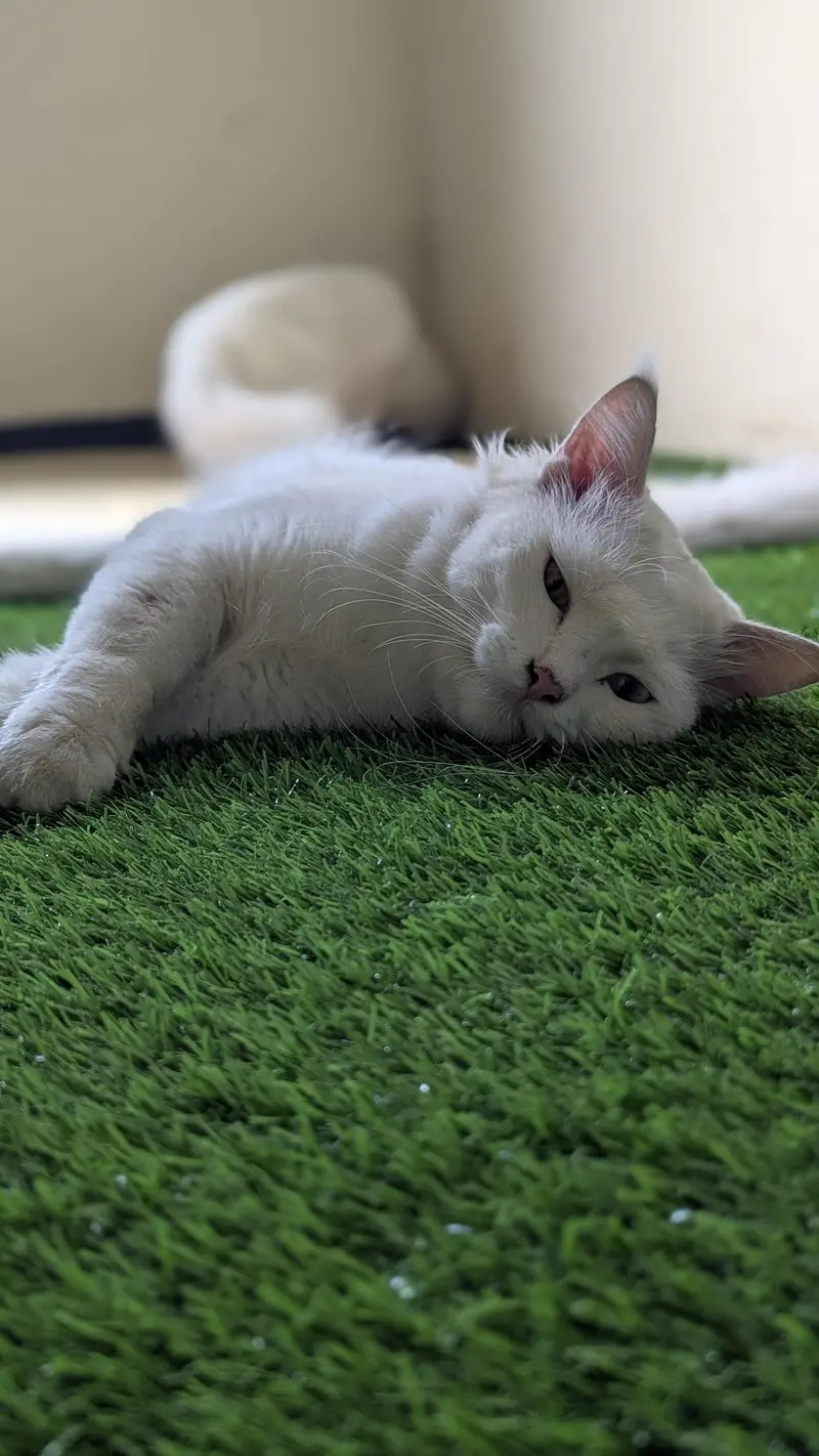 Cat pair for sell — photo 10