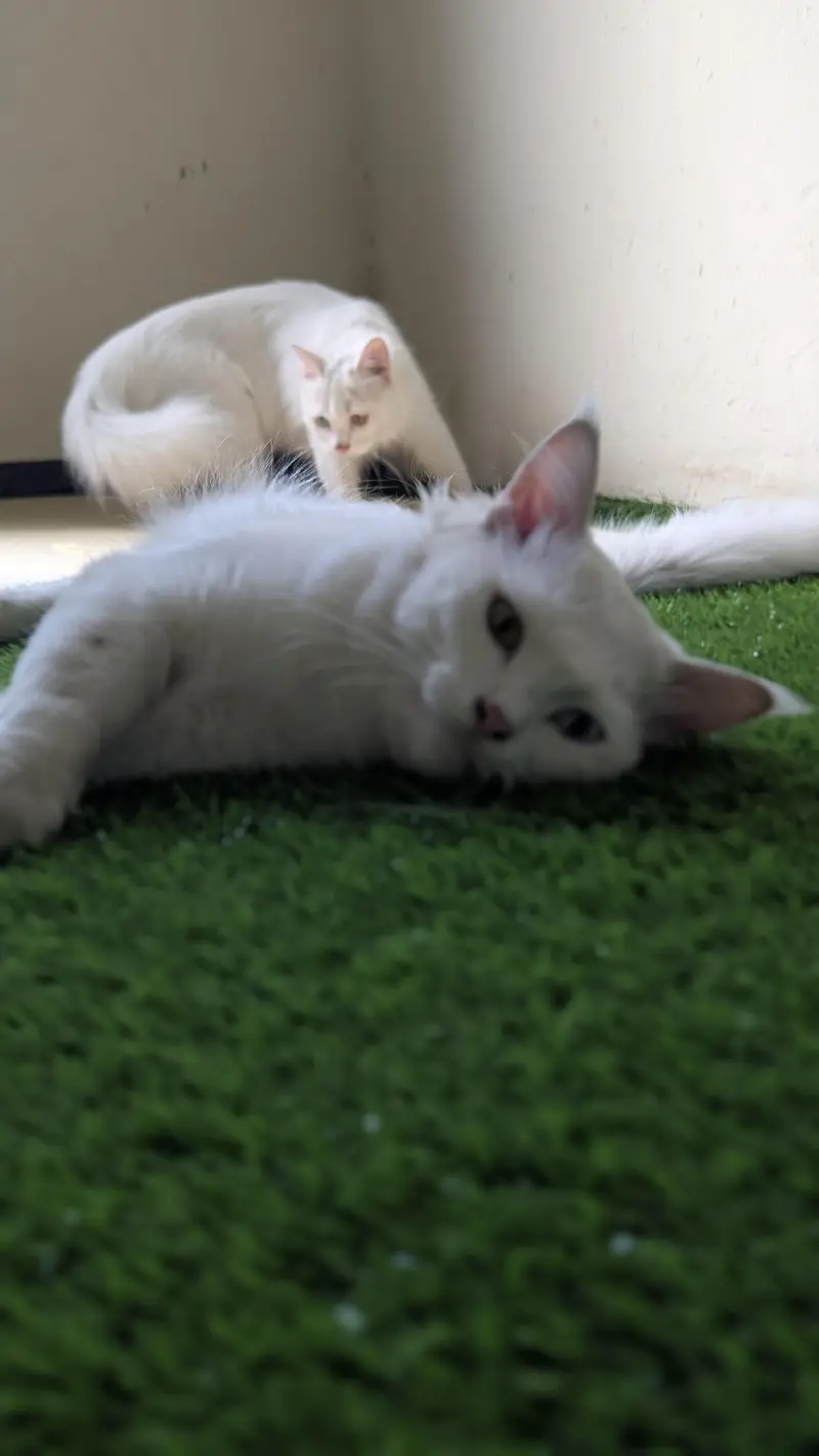 Cat pair for sell — photo 11