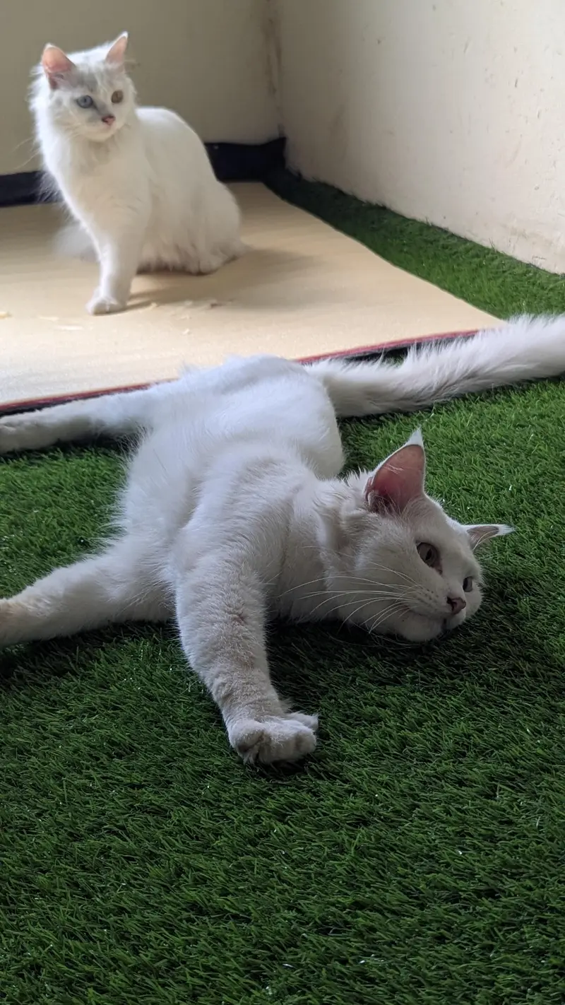 Cat pair for sell — photo 12