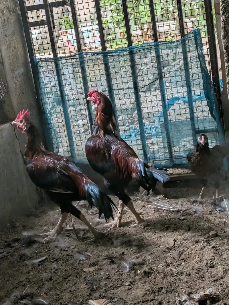 Aseel family — photo 2