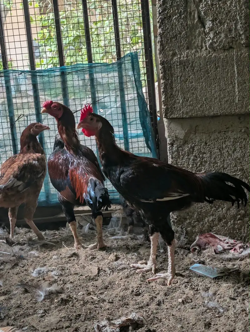 Aseel family — photo 5