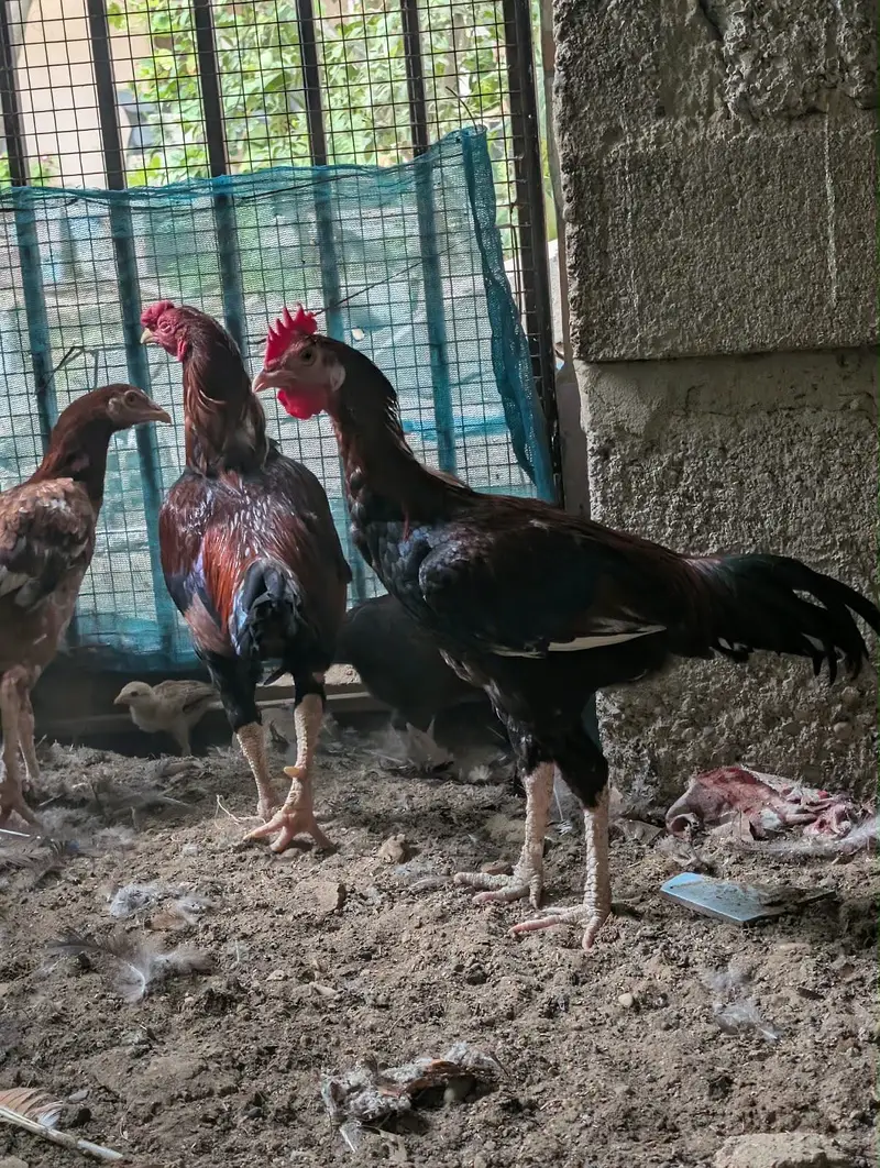Aseel family — photo 6