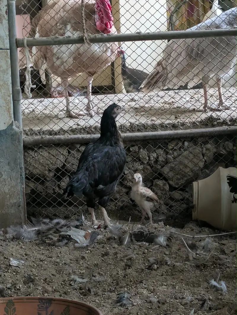 Aseel family — photo 8