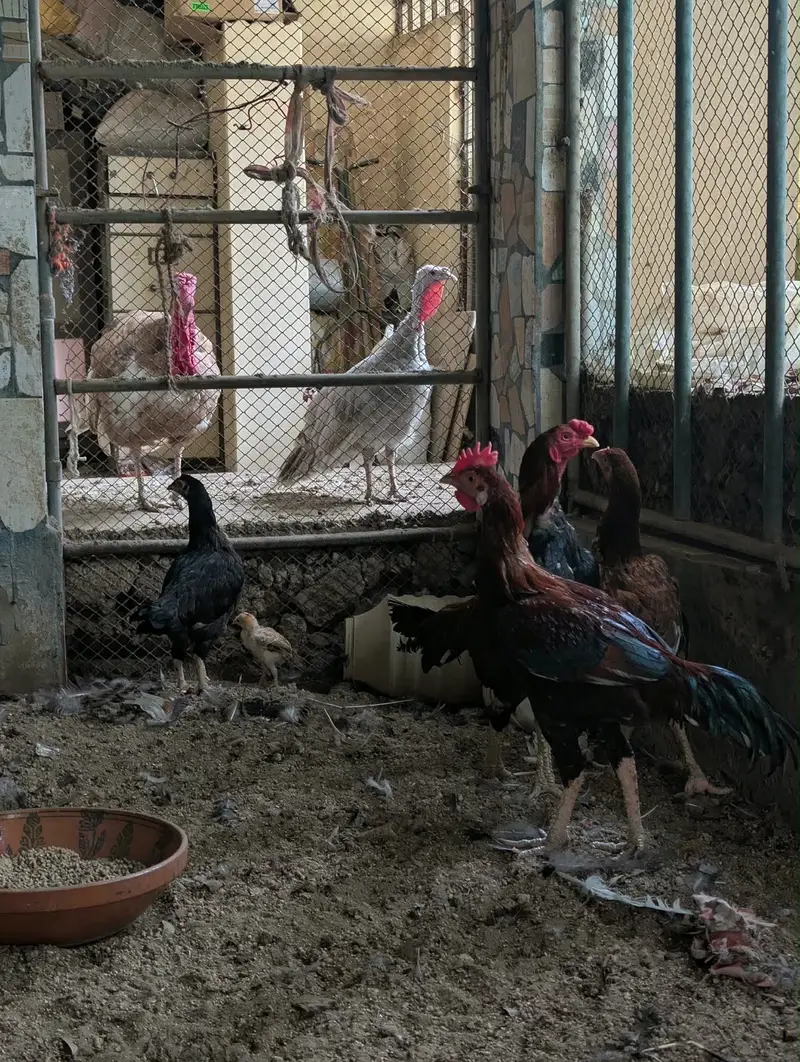 Aseel family — photo 9
