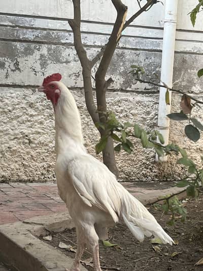 Urgent sale