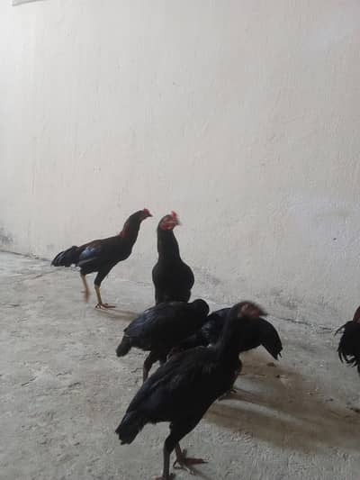 تین مرغیاں اور تین مرغے