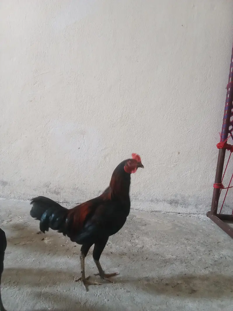 تین مرغیاں اور تین مرغے — photo 2