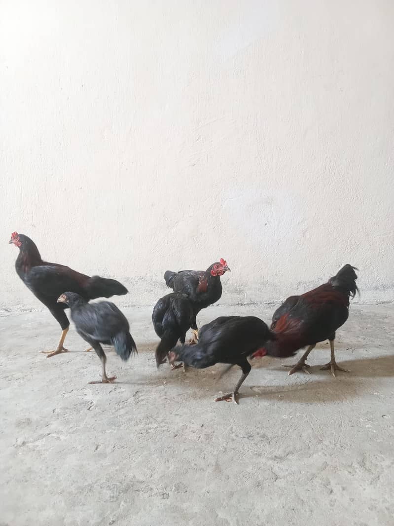 تین مرغیاں اور تین مرغے 2