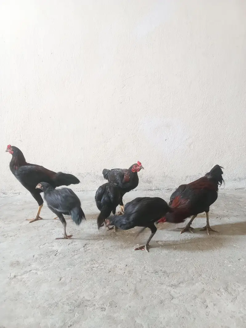 تین مرغیاں اور تین مرغے — photo 3