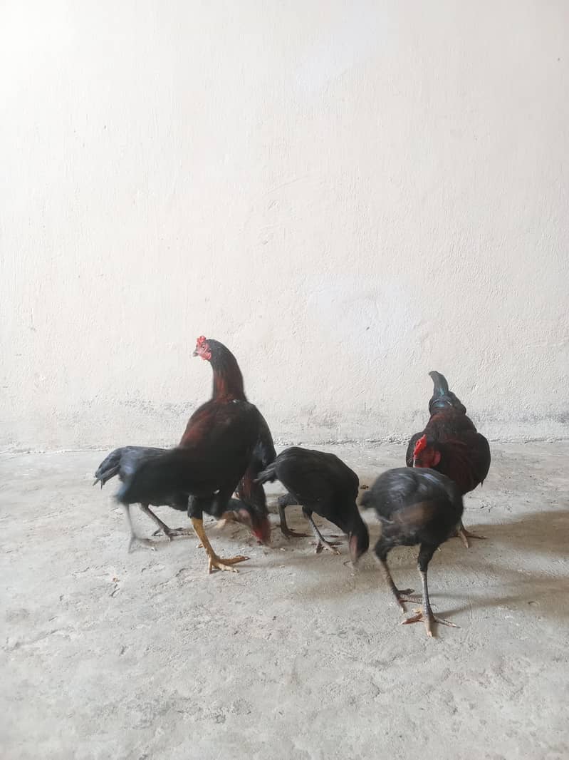 تین مرغیاں اور تین مرغے 3
