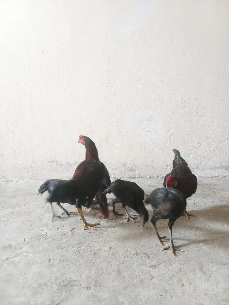 تین مرغیاں اور تین مرغے — photo 4