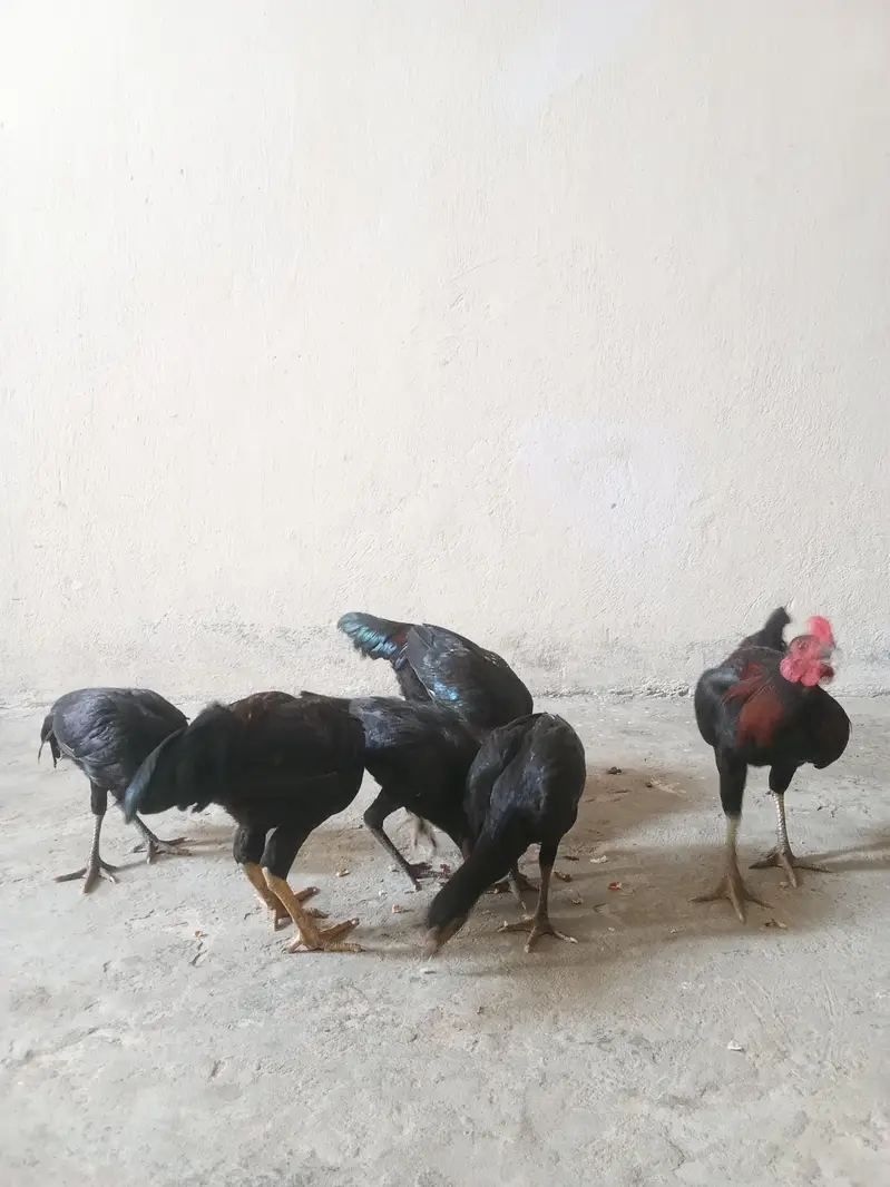 تین مرغیاں اور تین مرغے — photo 5