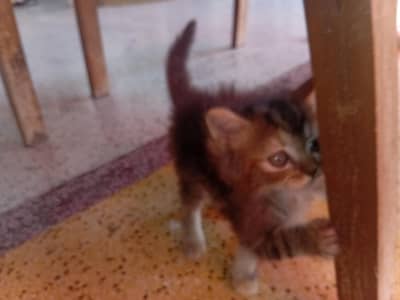 female Persian kitty for urgent sale