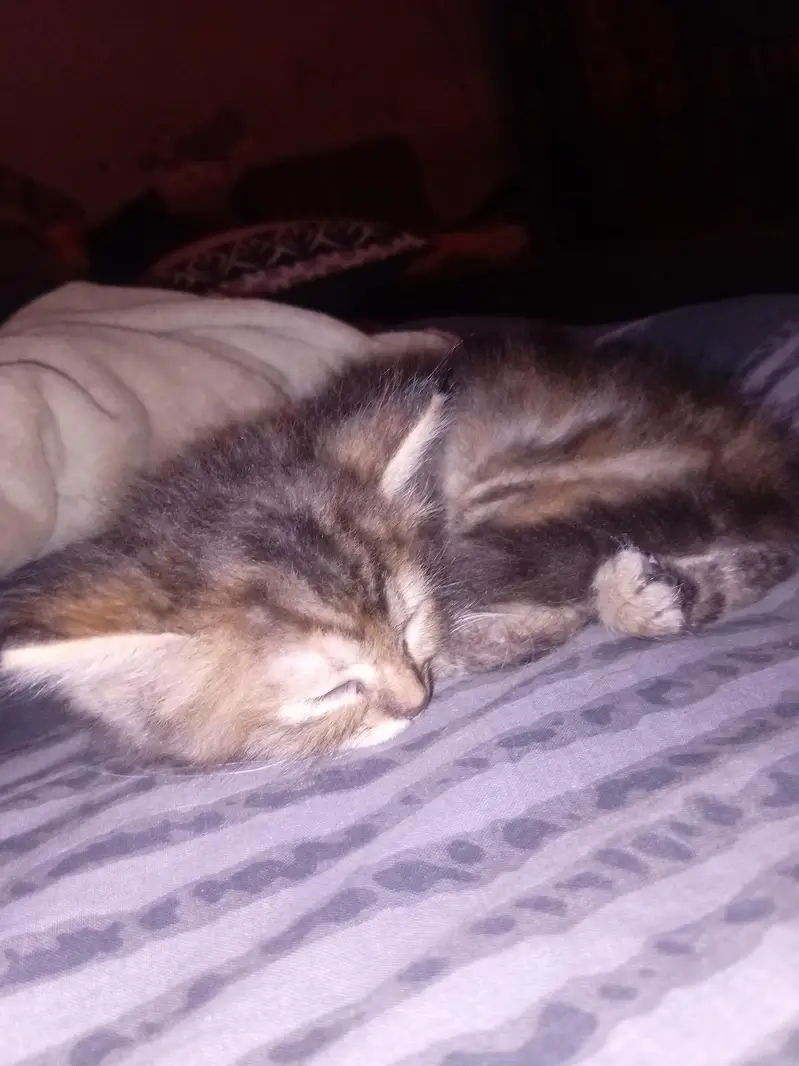 female Persian kitty for urgent sale — photo 2