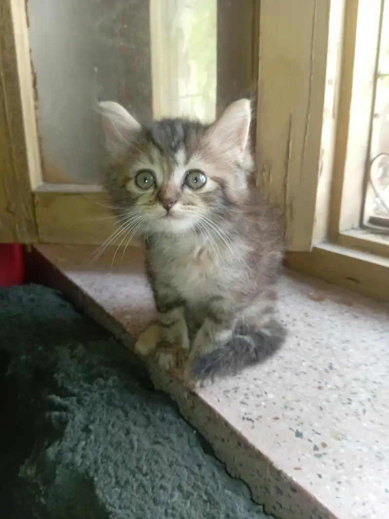 female Persian kitty for urgent sale — photo 3