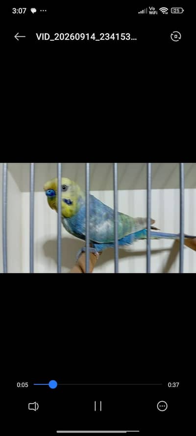Rainbow cobalt yellow face