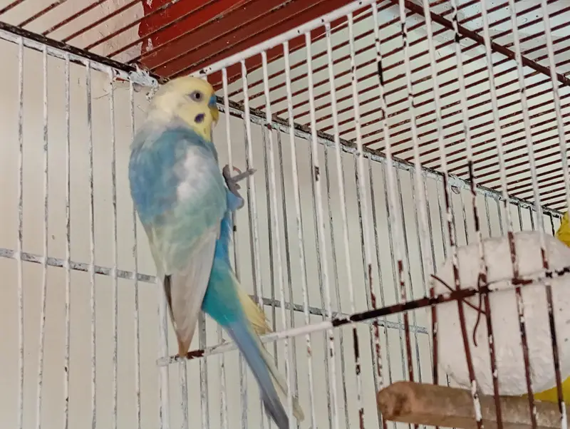 Rainbow cobalt yellow face — photo 3