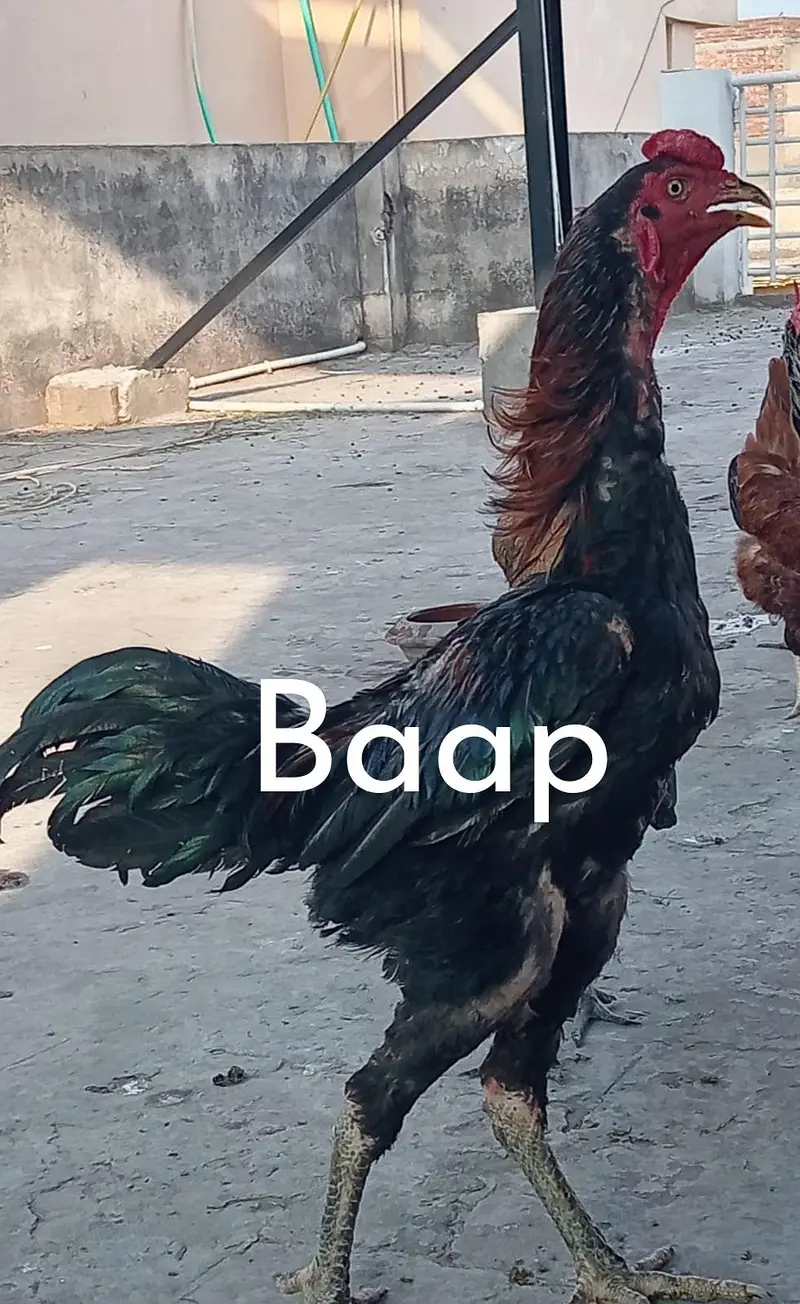 Permoz Burmi Cross Pathi | Heavy Bone (Moti Nali) | Shajradar — photo 2