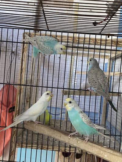 3 Ready To Breed Golden face Spangles Budgies