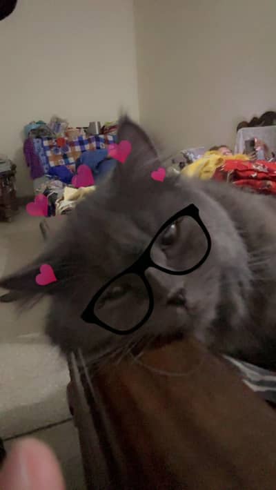 Beautiful Grey Persian Cat Available