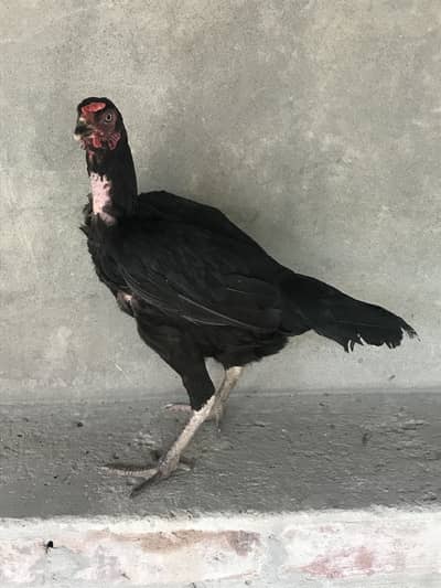 All Ok . Best for eggs , kurakkk and raise chicks perfectly