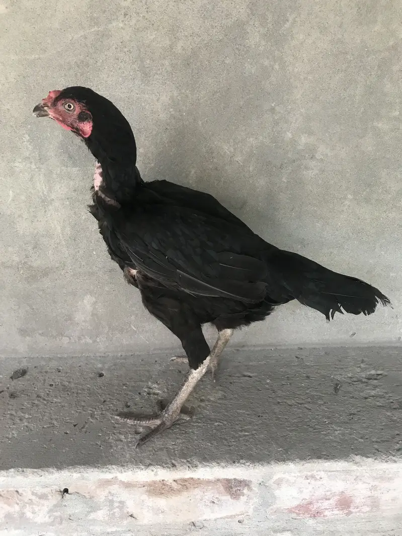 All Ok . Best for eggs , kurakkk and raise chicks perfectly — photo 2