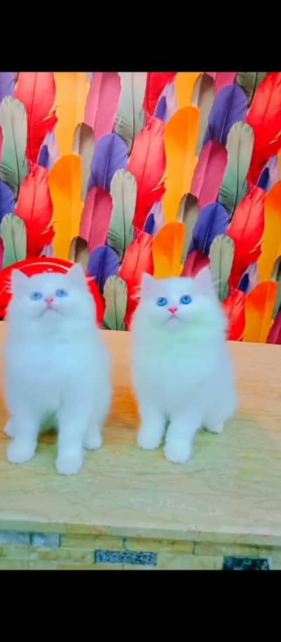 Persian cat for sale male or female three month